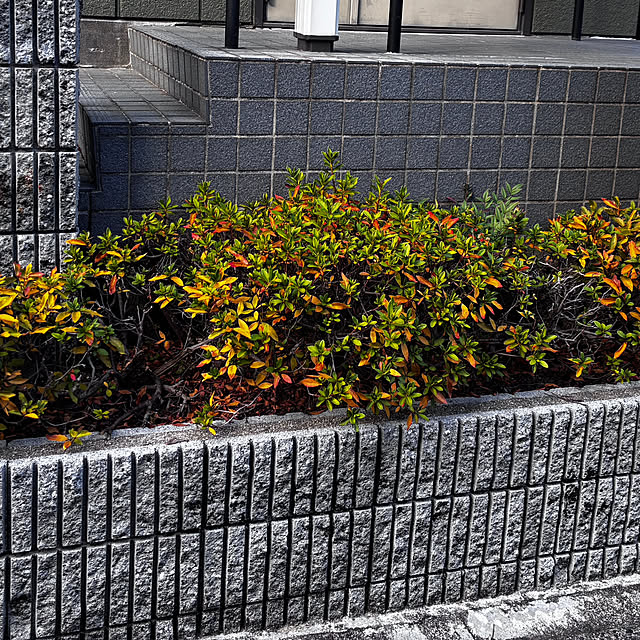 maruricoさんの実例写真