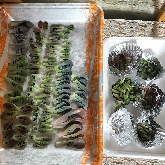 canmilmamaさんの実例写真