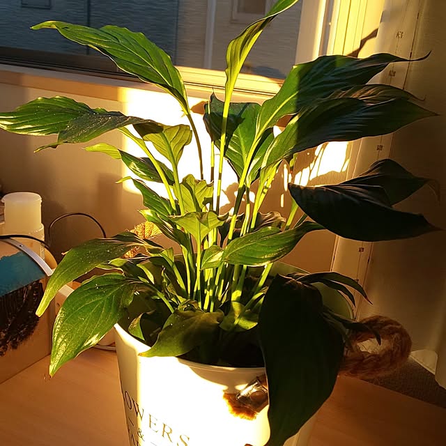 KOHAKUさんの実例写真
