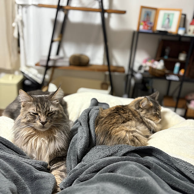 mayumiさんの実例写真