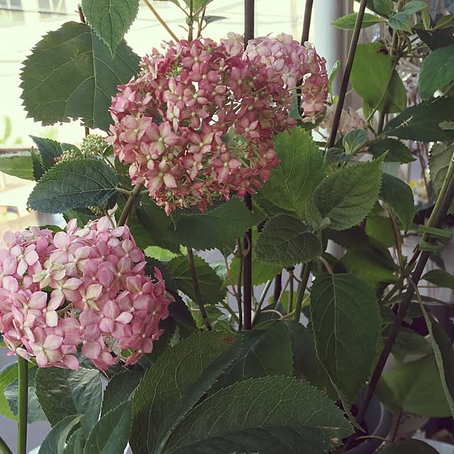greenroseさんの実例写真