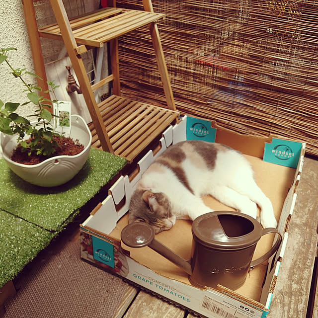 fukuさんの実例写真