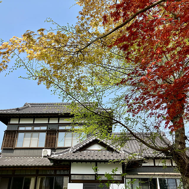 玄関/入り口/庭/日本家屋/中古住宅リノベーション/モミジの芽吹きのインテリア実例 - 2025-04-19 10:35:08