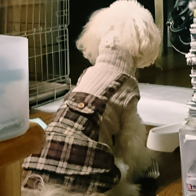 koitenさんの実例写真