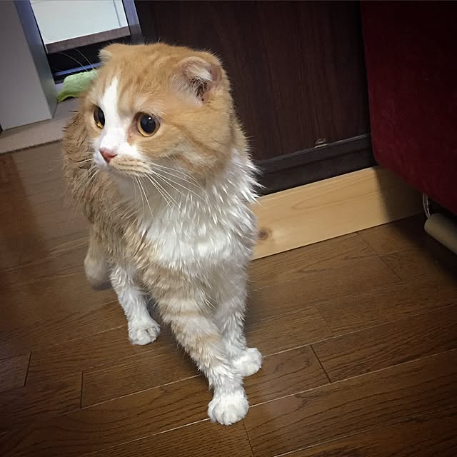 mochiさんの実例写真