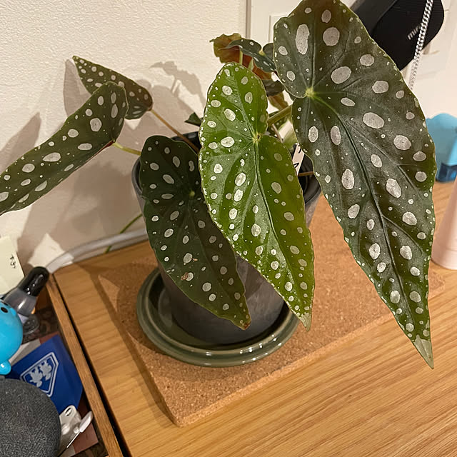 cocoさんの部屋
