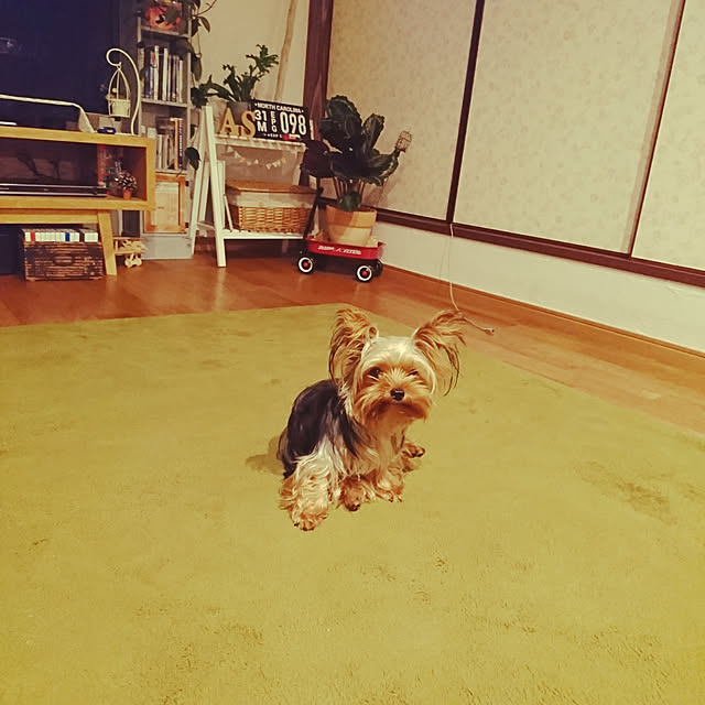 akiさんの実例写真