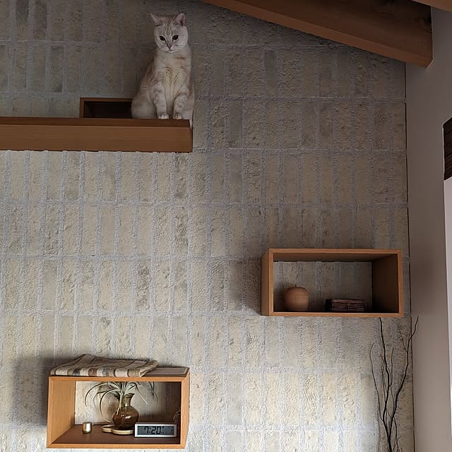 nyanzaurusさんの実例写真