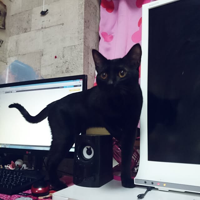fu-ka24さんの実例写真
