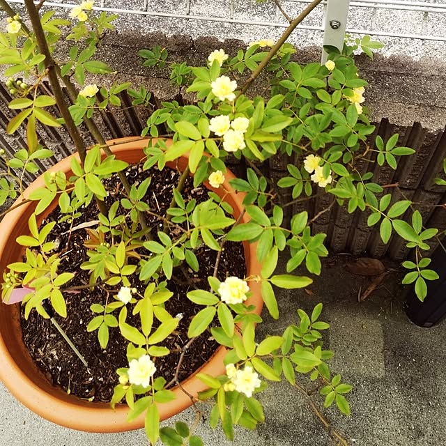 yukinkoさんの部屋