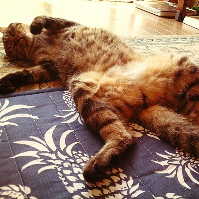 mikiさんの実例写真