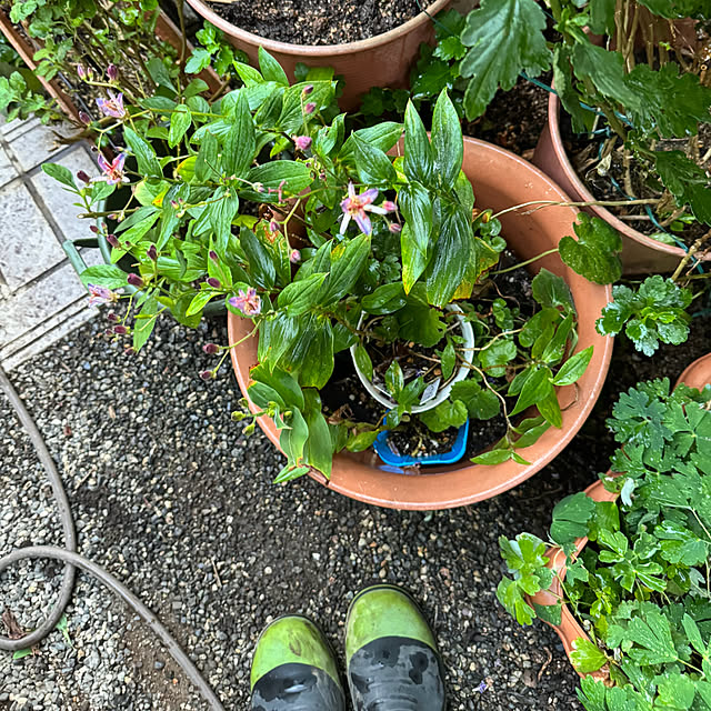 mamizaさんの部屋