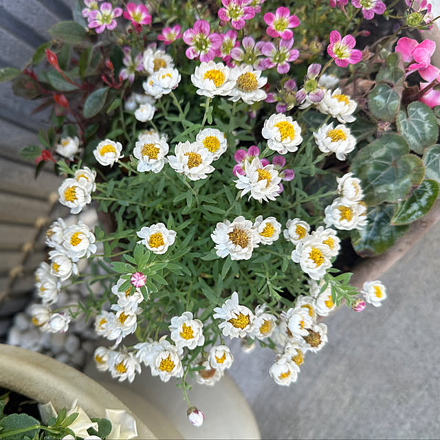 Chimaichanさんの部屋