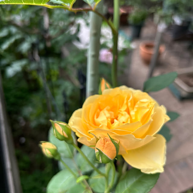 botanさんの部屋