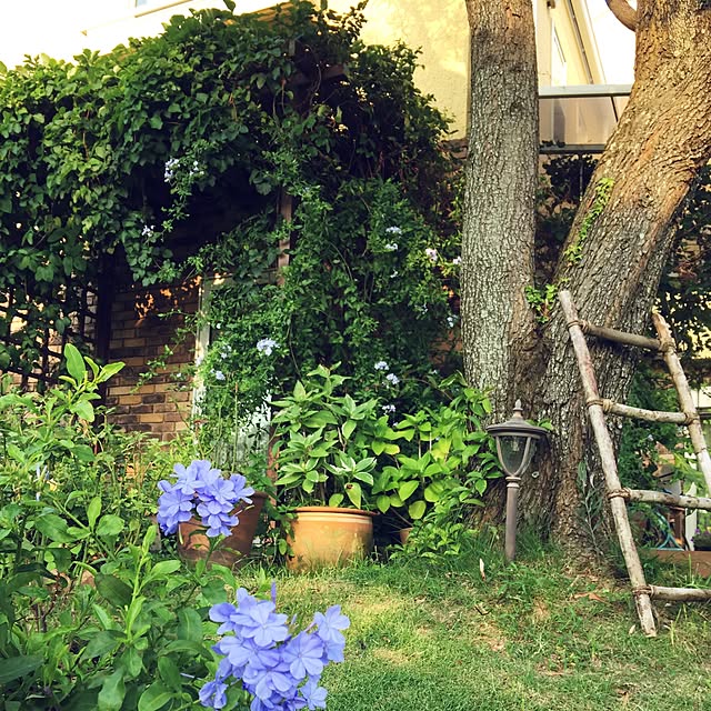 satochanさんの実例写真