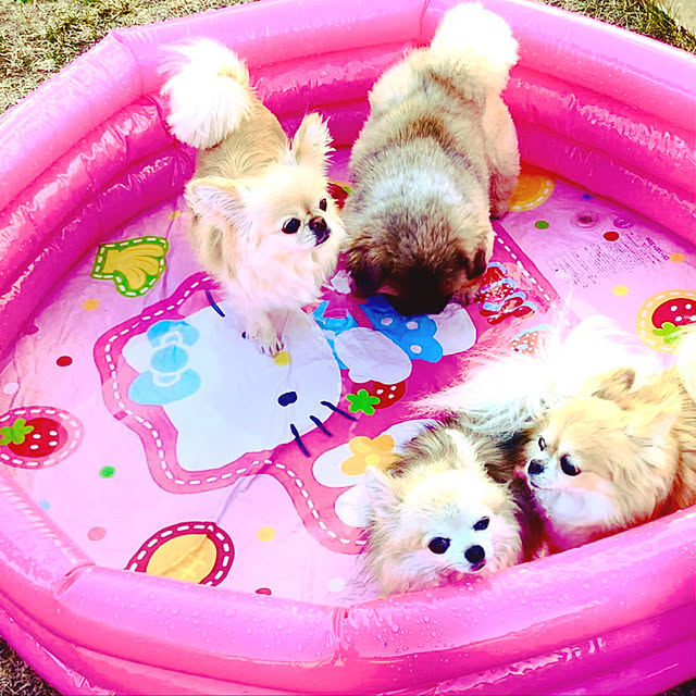 popoさんの実例写真