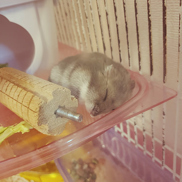hanabutaさんの実例写真