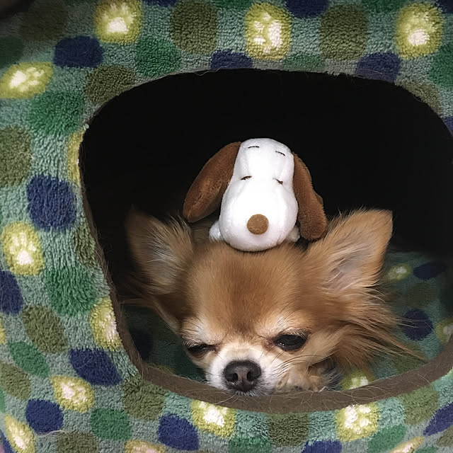 koroさんの実例写真