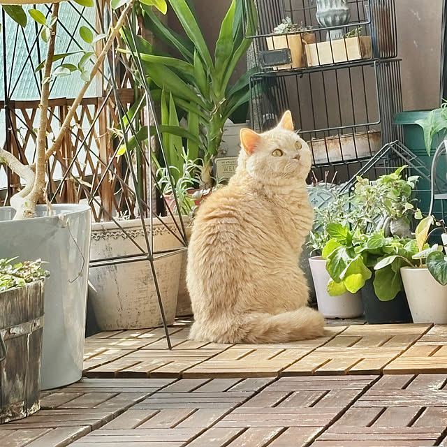 naokoさんの部屋