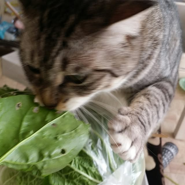 annさんの実例写真