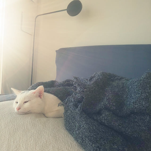 necoさんの実例写真