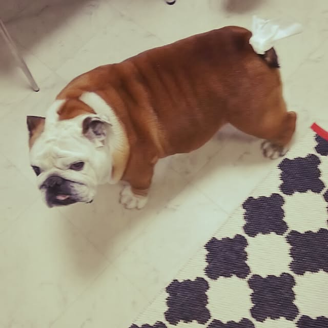 panchobiさんの実例写真