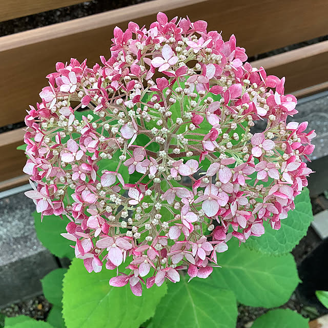 haruminさんの部屋