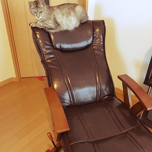 リビング/椅子/猫/ペットと暮らす家のインテリア実例 - 2017-06-21 07:54:40