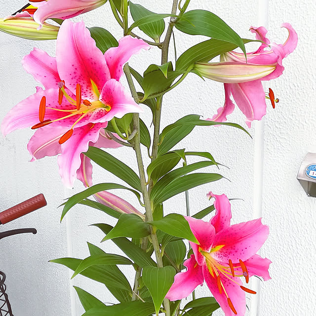 VERANDARJUNさんの実例写真