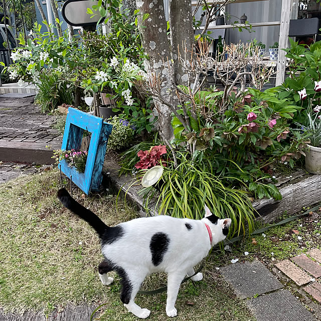 nobikoさんの部屋