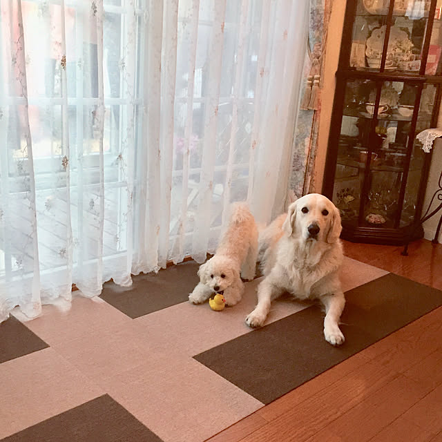 angeさんの実例写真