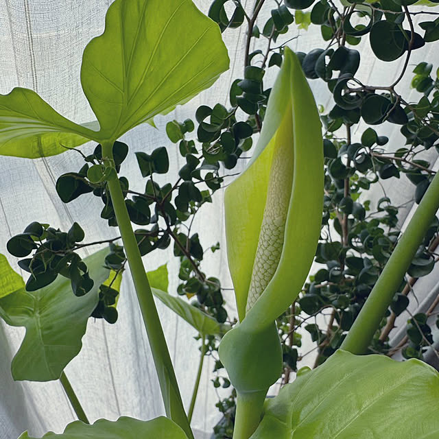 nananananapicoさんの実例写真