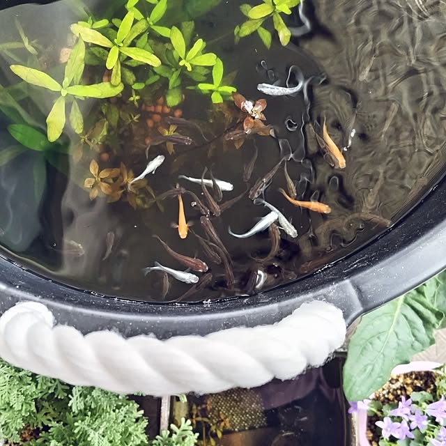 mi-saのジェックス-ＧＥＸ　メダカ元気　生きたプランクトンフード　１５ｇ　めだか　針子　餌　ゾウリムシの家具・インテリア写真