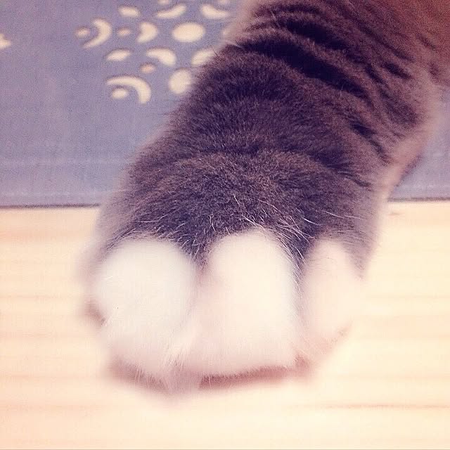 mii-tanさんの実例写真