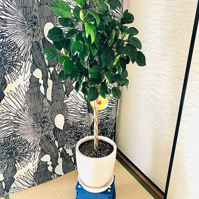 hanachanさんの実例写真