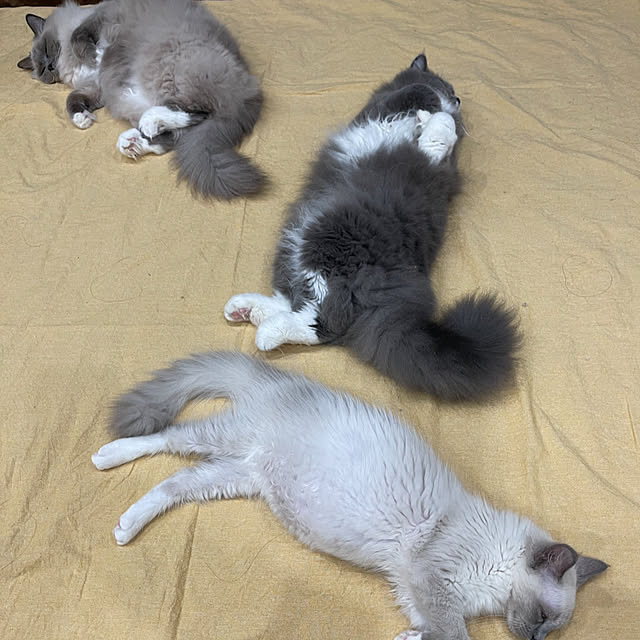 Mirinさんの実例写真