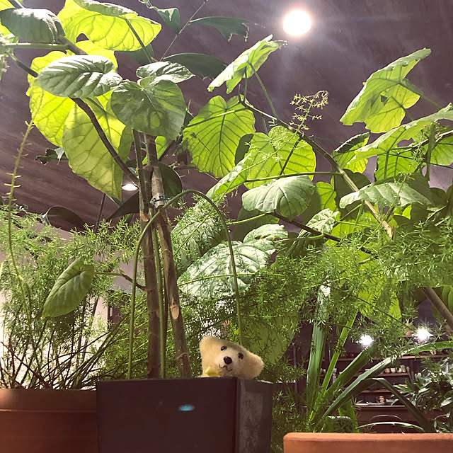 実例写真