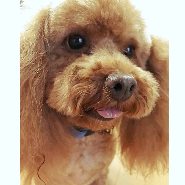 cherrycherryさんの実例写真