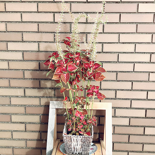 fuyiqian1026さんの実例写真