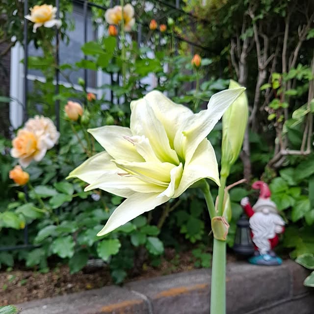 midoriさんの実例写真