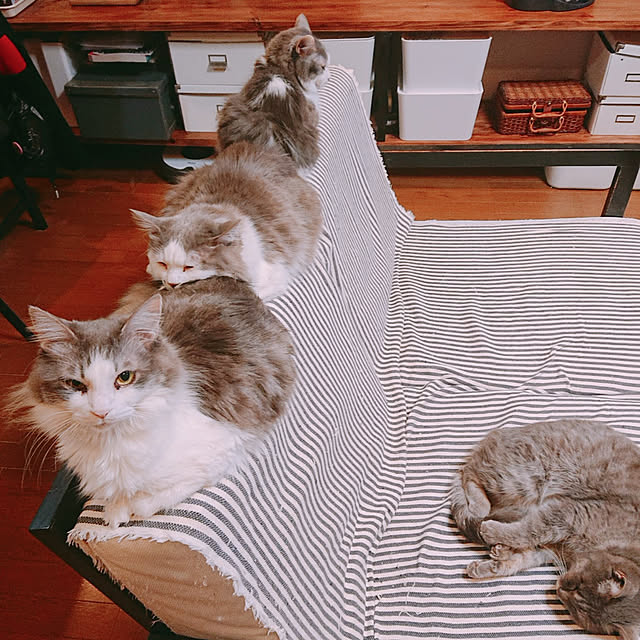 実例写真