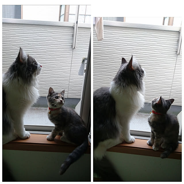 shinobuさんの実例写真