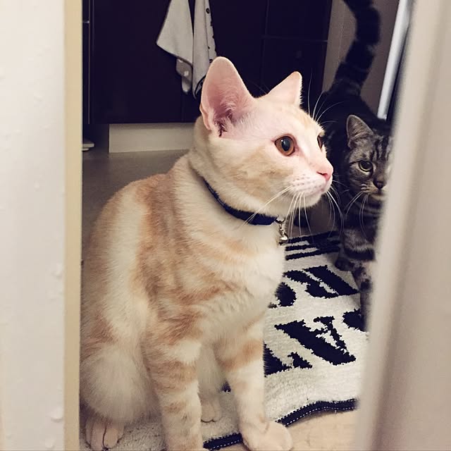 hiyupan88さんの実例写真