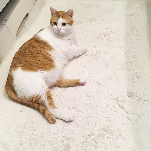 bikkeさんの実例写真
