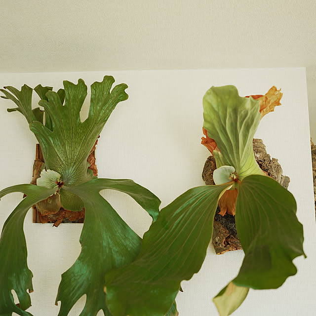 toさんの実例写真