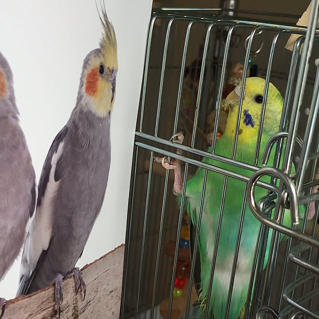 toratanさんの実例写真