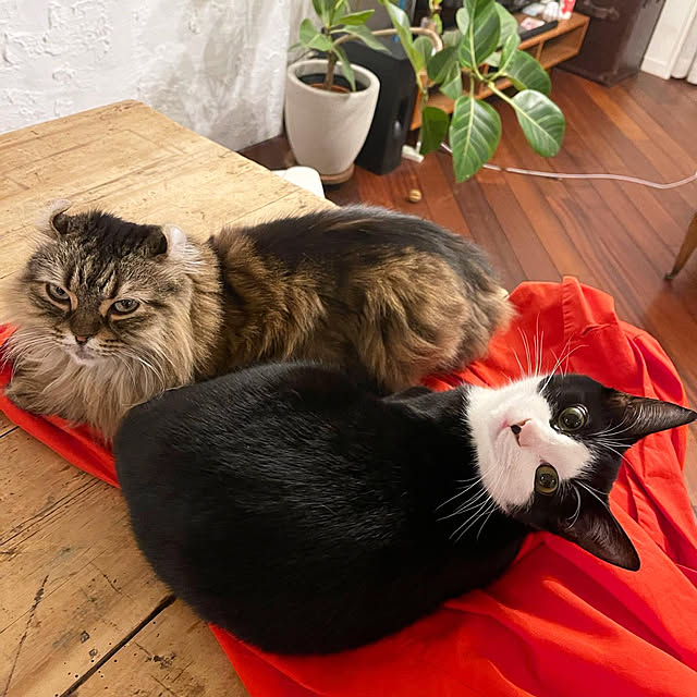 louisさんの実例写真