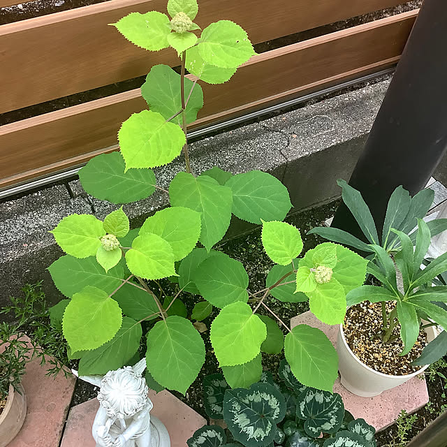haruminさんの部屋