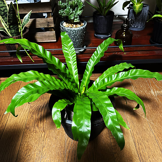 rintarotantan7さんの部屋