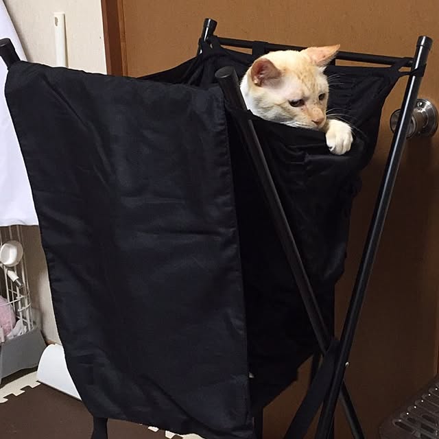 hinamamaさんの実例写真